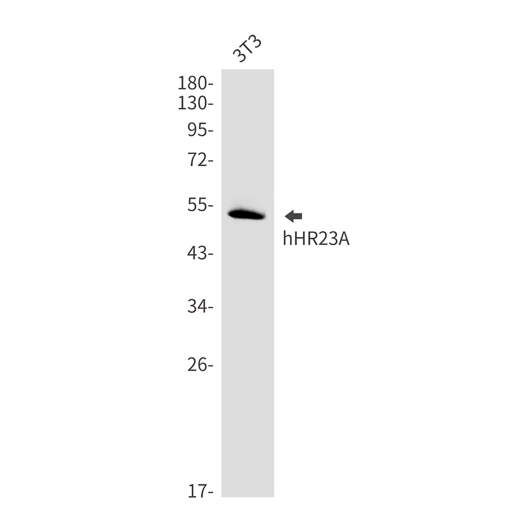 hHR23A Rabbit mAb